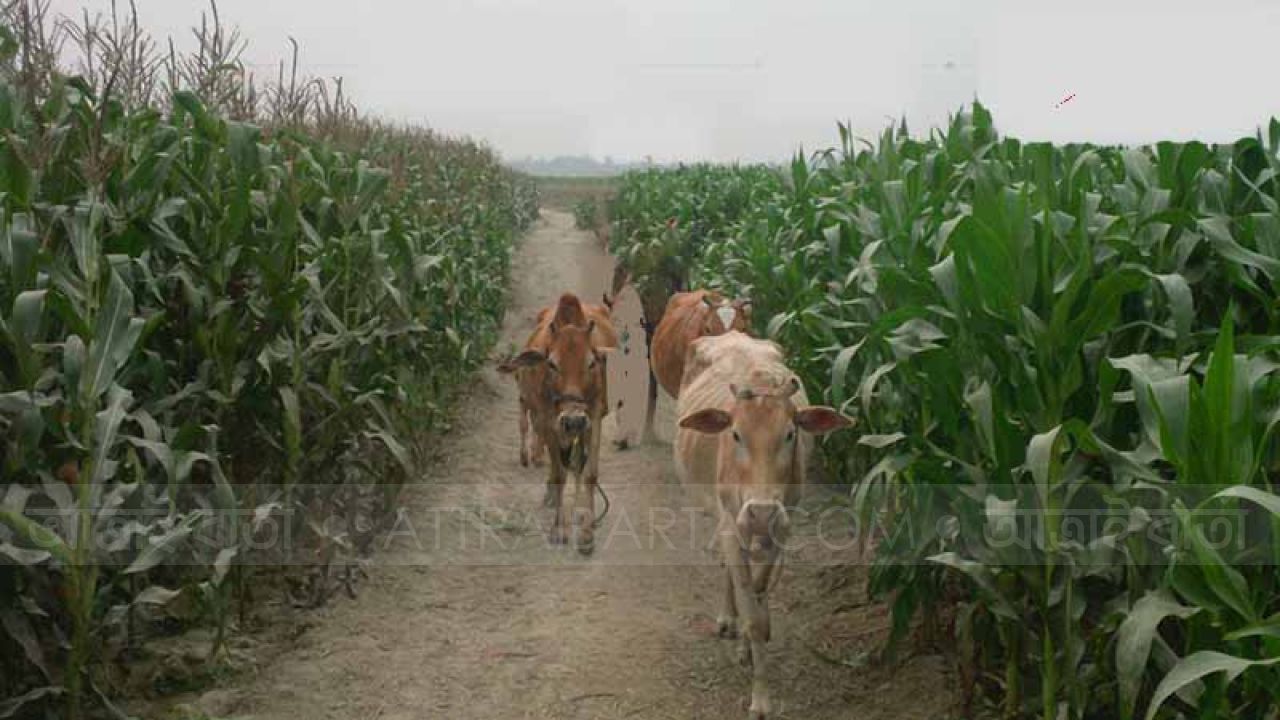 গরুর ‘সিদ্ধান্ত’ মেনে নিলেন ২ চেয়ারম্যান ও ২ শিক্ষক