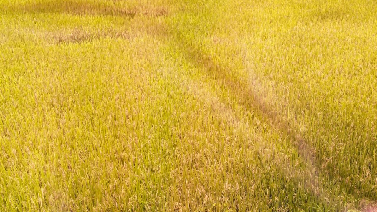 কালীগঞ্জে বোরো ধানের বাম্পার ফলন, কিন্তু কম দামে ক্ষতির শঙ্কায় কৃষক