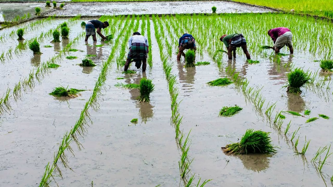 সবুজে ফিরছে খানসামার মাঠ, ব্যস্ত সময় পার করছেন আমন চাষিরা