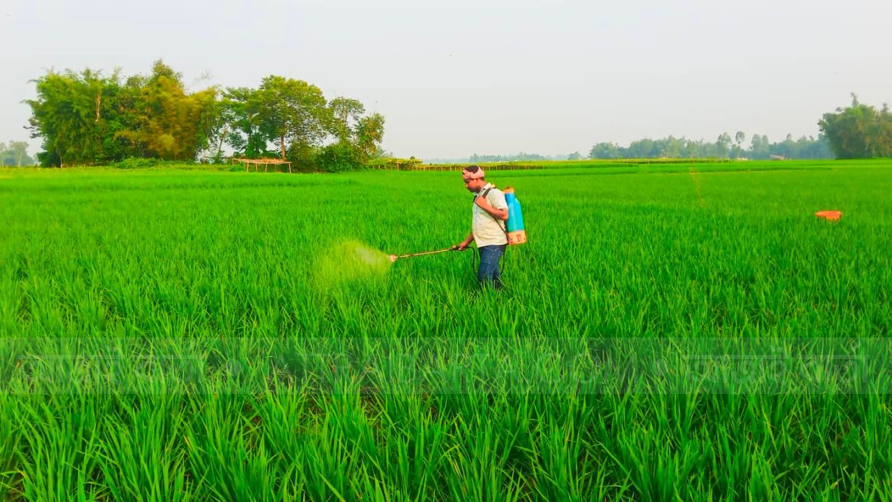 সার  কীটনাশক ও ডিজেলের মূল্য বৃদ্ধিতে দিশেহারা কৃষক