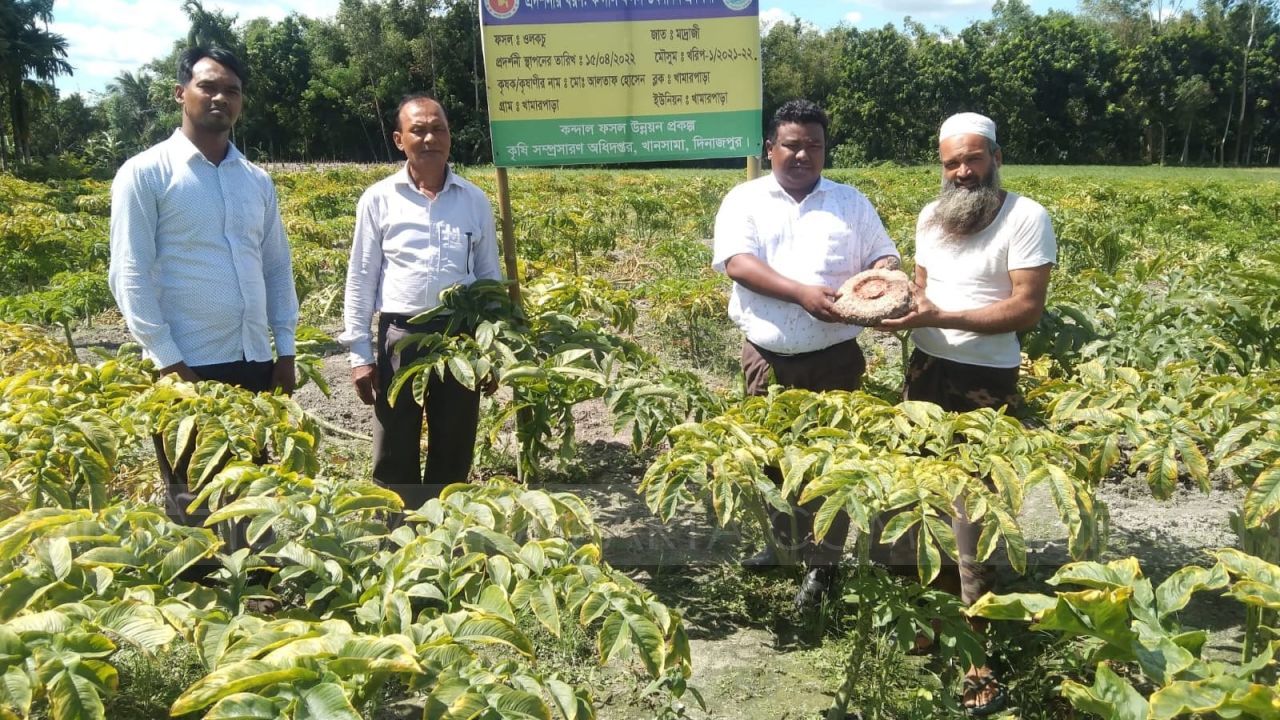 বাণিজ্যিক ভাবে বেড়েছে ওলকচু চাষ; লাভবান কৃষক