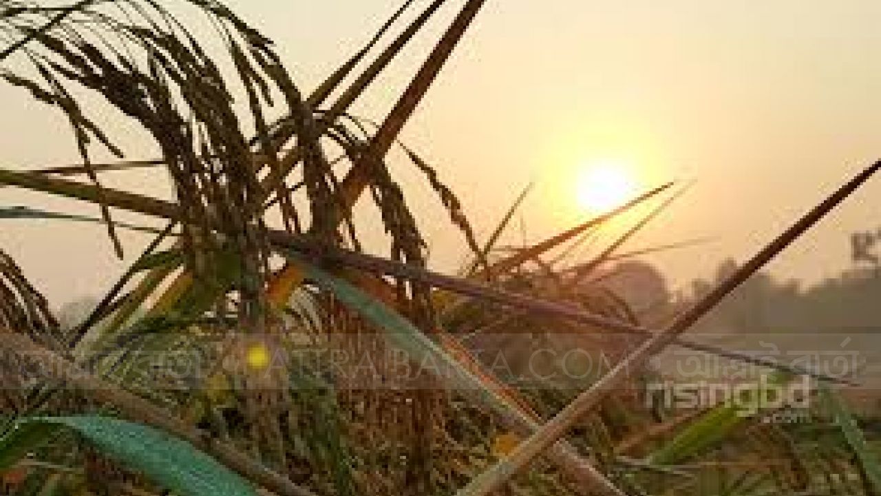 কবিতা: হেমন্তের সকাল