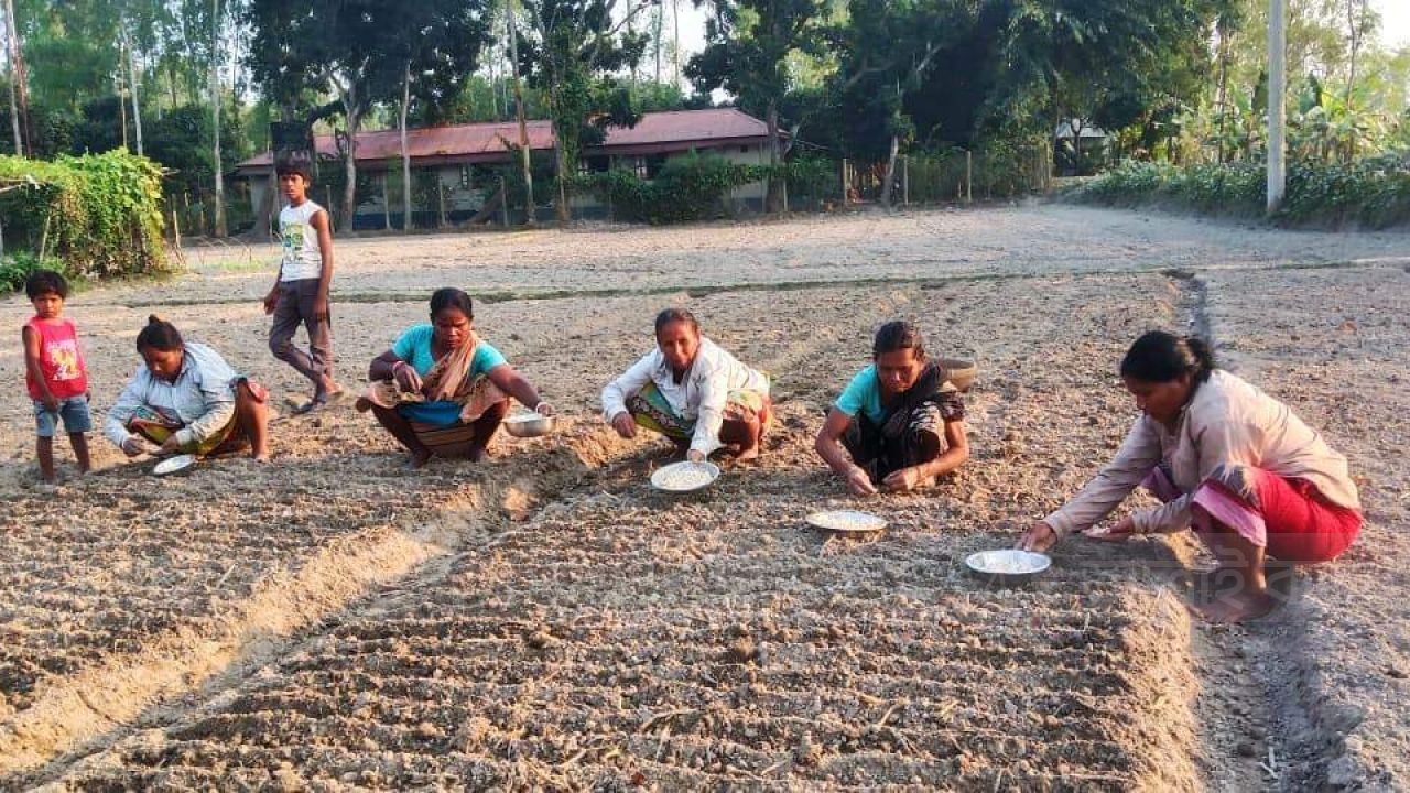 সাদা সোনা রোপনে ব্যস্ত খানসামার কৃষকরা