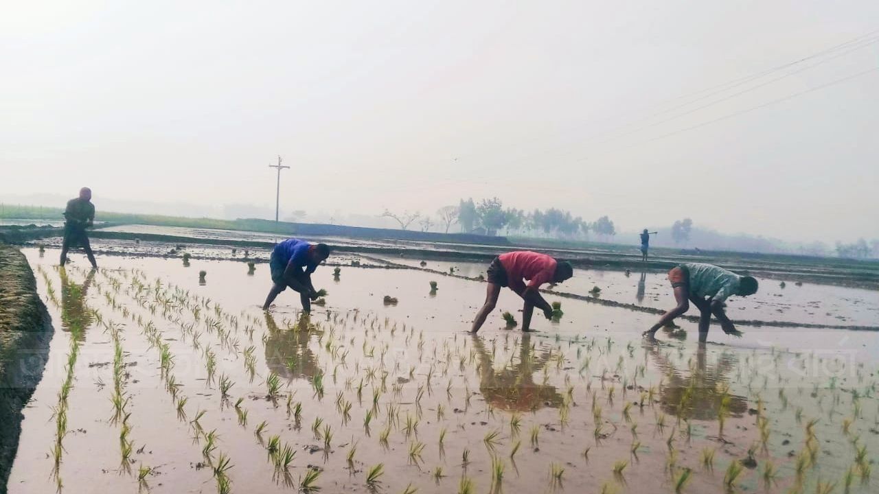 বোরো ধানের চারা রোপণে ব্যস্ত কৃষক