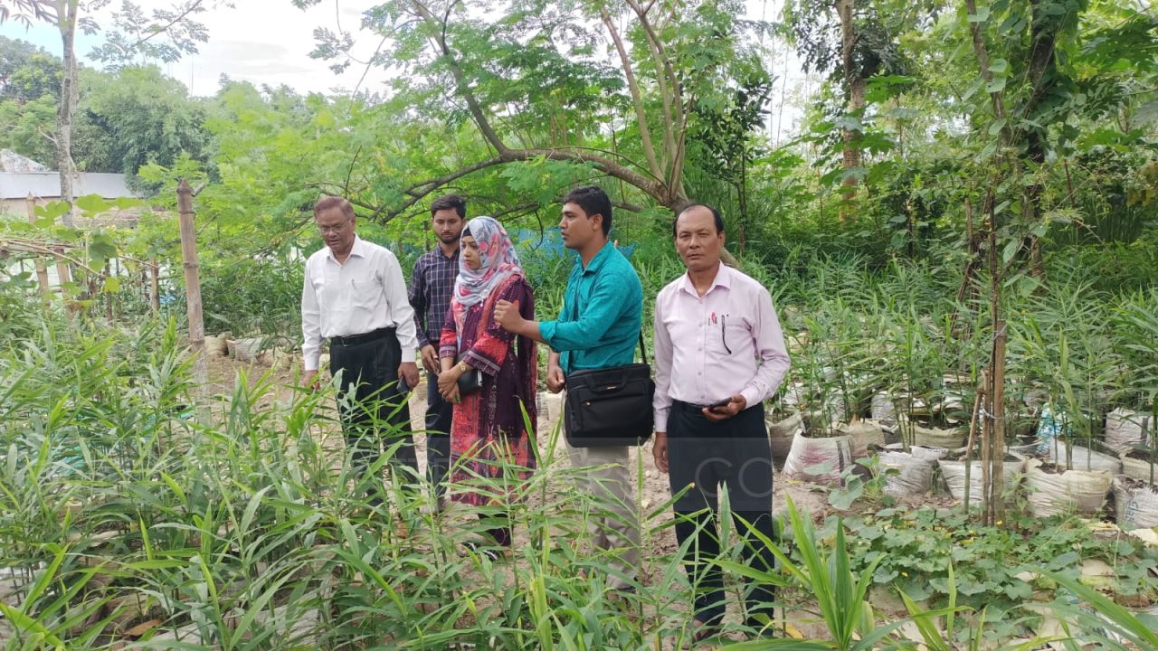 খানসামায়  দিনদিন জনপ্রিয় হয়ে উঠছে বস্তায় আদা চাষ