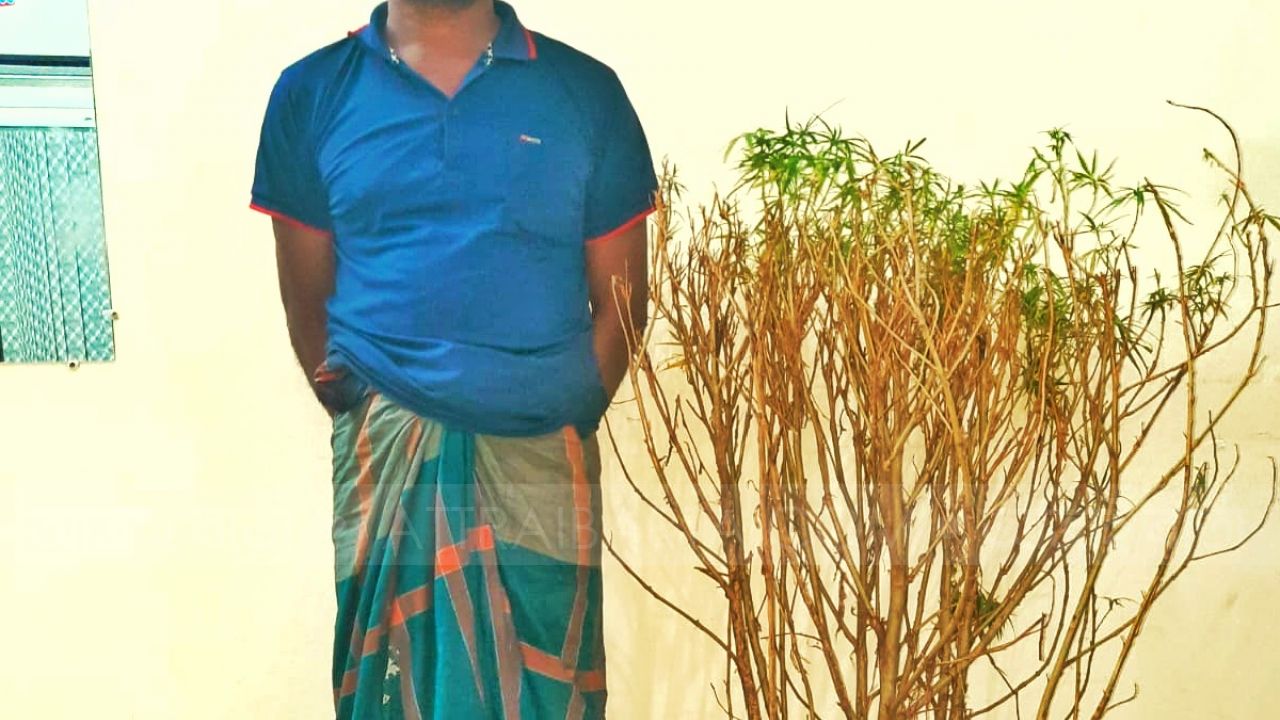 খানসামায় গাঁজার গাছসহ মাদক ব্যবসায়ী গ্রেফতার