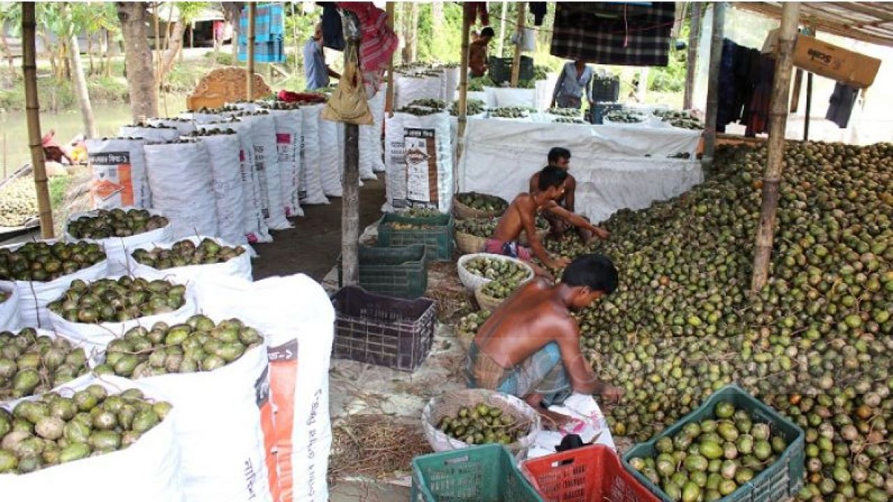 স্বরূপকাঠির আমড়া চাষী ও ব্যবসায়ীদের মুখে হাসি