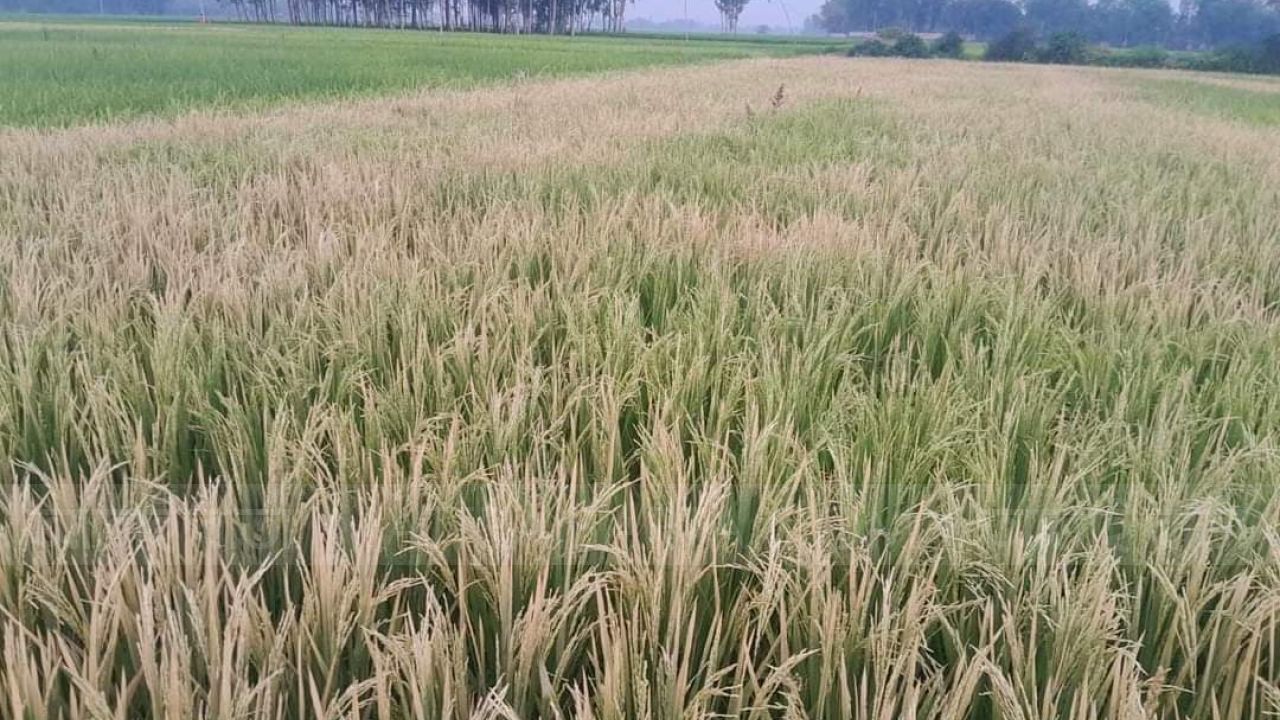 সিংড়ায় কীটনাশক স্প্রে করে ধান নষ্ট, থানায় অভিযোগ