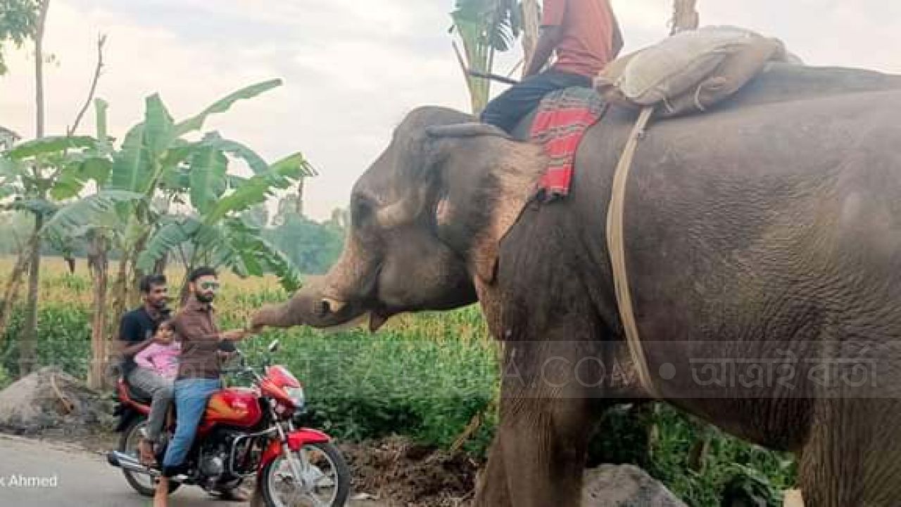 খানসামায় হাতি দিয়ে জোরপূর্বক চাঁদাবাজি, দুই মাহুতের জেল