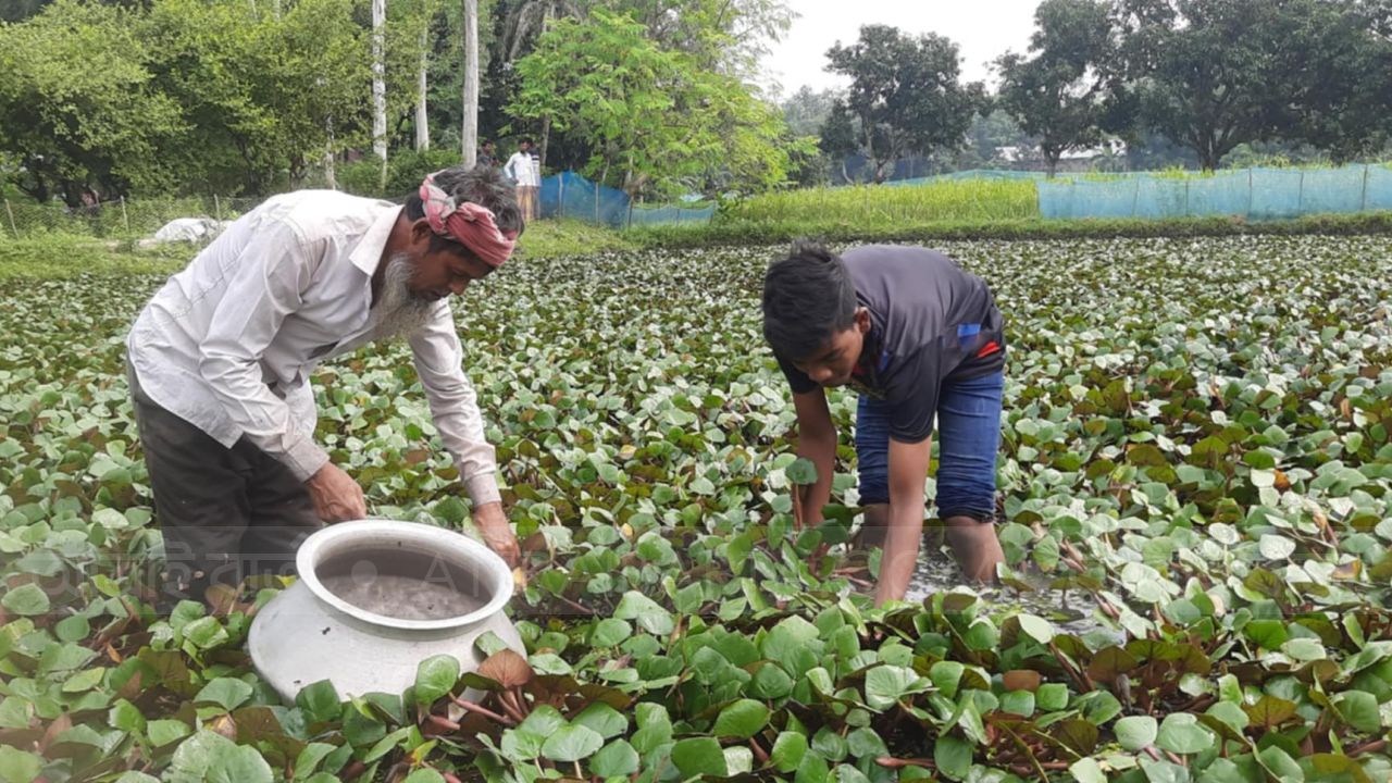 সিংড়ায়  বাণিজ্যিকভাবে বাড়ছে পানি ফলের চাষ