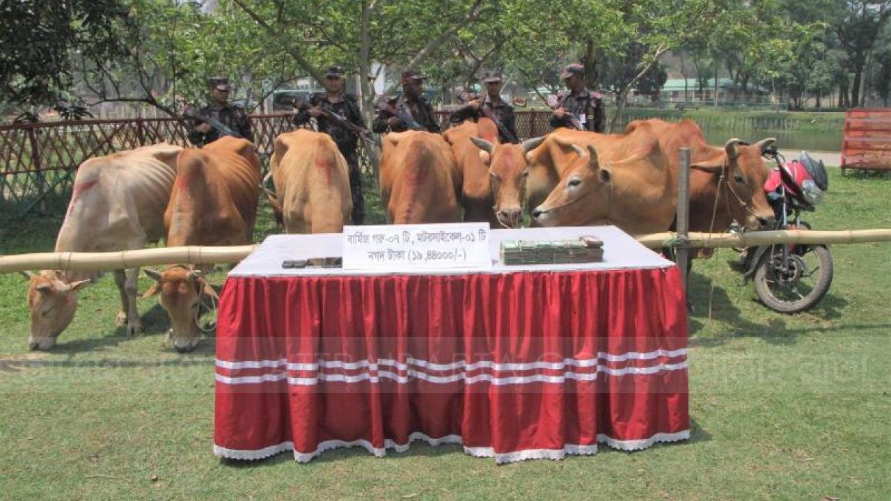 নাইক্ষ্যংছড়ির সীমান্তে অবৈধ পথে আসছে মাদকদ্রব্য ও বার্মিজ গরু-মহিষ ওদের থেকে আমরা জিজ্ঞেস করলে বলেন আমাদের সাথে প্রশাসন সহ জড়িত আছেন।